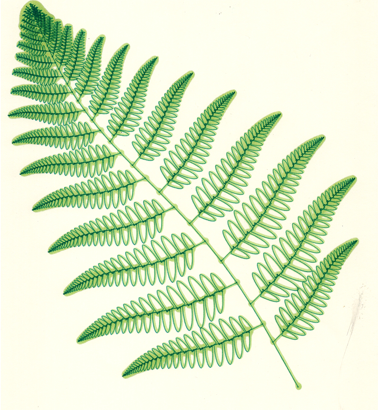 Frond